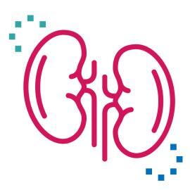 Renal Function Panel - Kidney